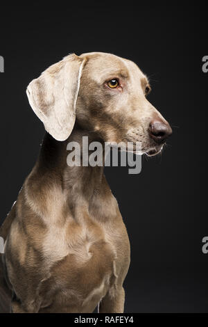 Ritratto di femmina cani Weimaraner su sfondo nero Foto Stock
