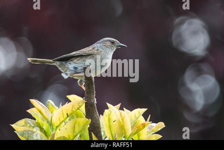 Dunnock appollaiato su un albero Foto Stock