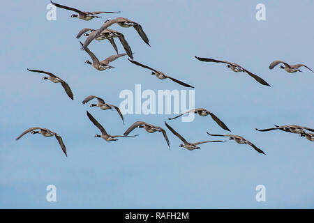 Fotografia della fauna selvatica.Stormo di oche canadesi in volo.Blue sky in background.Spazio per copiare.Stare insieme.la libertà.bellezza in natura. Foto Stock