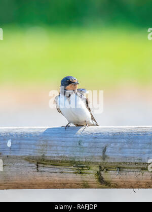 Luminosi e vibranti closeup ritratto di barn swallow, Hirundo rustica appollaiate sul cancello di legno.Gli uccelli migratori sulla campagna britannica in primavera.la natura. Foto Stock