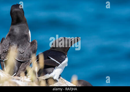 Fotografia della fauna selvatica.Coppia di nidificazione razorbills sulla scogliera accantonare, sull isola di Skomer off Pembrokeshire Coast nel Galles del Sud, Regno Unito.bellissimi uccelli marini.la natura. Foto Stock