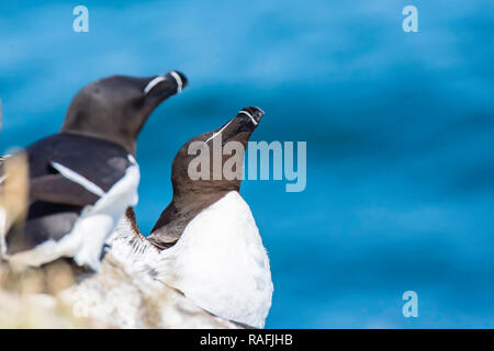 Fotografia della fauna selvatica.Coppia di nidificazione razorbills sulla scogliera accantonare, sull isola di Skomer off Pembrokeshire Coast nel Galles del Sud, Regno Unito.bellissimi uccelli marini.la natura. Foto Stock