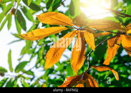 Colorato Foglie di autunno con un luminoso sole che splende attraverso gli alberi Foto Stock