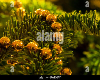 Close-up di uno spumante di catena sull'albero di Natale Foto Stock