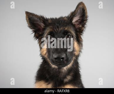 Ritratto di un cucciolo tedesco di cane Pastore, maschio, di 5 mesi, nel Regno Unito Foto Stock