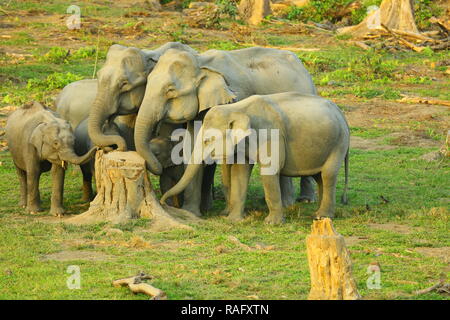 Gruppo di elefanti nel santuario di Manas Assam India Foto Stock