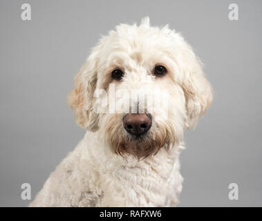Ritratto di un cane da compagnia femminile labradoodle (bianco-formato-laboratorio) nel Regno Unito. Foto Stock