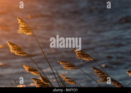 Secco ance soffici fiori dal tramonto Foto Stock