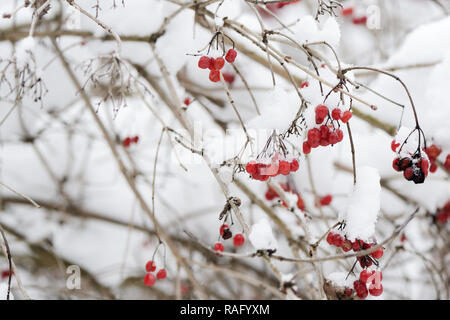 Grappoli rossi di ripe viburnum coperte di neve in una giornata invernale Foto Stock