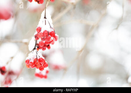 Grappoli rossi di ripe viburnum coperte di neve in una giornata invernale Foto Stock