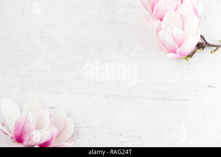 Fiori di Magnolia twig flat laici sul telaio in legno bianco con sfondo spazio copia Foto Stock