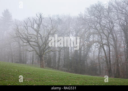 Alberi nella nebbia al Neroberg di Wiesbaden, Germania. Foto Stock