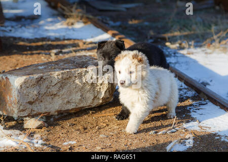 Due adorabili cuccioli nei colori bianco e nero Foto Stock