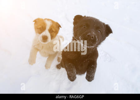 Due Cuccioli affamati di colori bianco e nero sono in piedi sulle loro gambe di cerva sulla neve e guardando plaintively Foto Stock