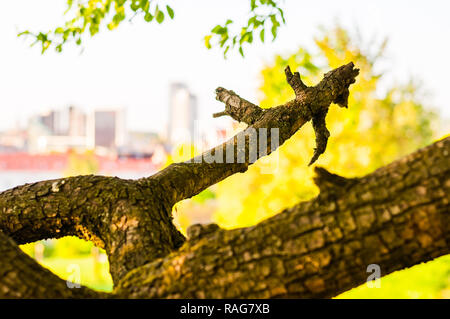 Close-up di rottura a secco ramo di albero curvo assomiglia a qualche creatura fantastica su di una collina con vedute panoramiche sulla città Foto Stock