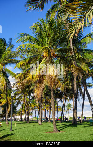 Le palme in Lummus Park, South Beach, Miami, Florida, Stati Uniti d'America. Foto Stock