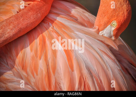 Bellissimi coralli flamingo Foto Stock