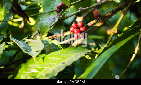 I chicchi di caffè la maturazione sul ramo coffee tree. azienda di caffè e piantagione in Indonesia. rosso di bacche di caffè Foto Stock