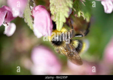 Macro di un bumblebee cercando il polline e il nettare sui fiori di ortica Foto Stock