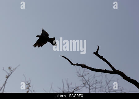 Andare lontano bird flying silhouette in Namibia Foto Stock