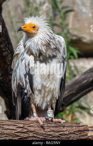 Avvoltoio capovaccaio (Neophron percnopterus) arroccato nella struttura ad albero, nativo di Spagna, Nord Africa e India Foto Stock