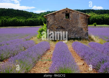 Casa di pietra in Provenza campo di lavanda Foto Stock