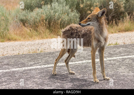 Coyote sulla strada guardando indietro nella distanza su Antelope Island, Utah. Dietro di esso sono marrone erbe e arbusti del deserto. Foto Stock