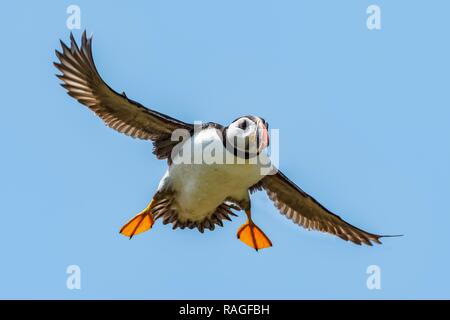 Immagine ravvicinata di un selvaggio Puffin in volo Foto Stock