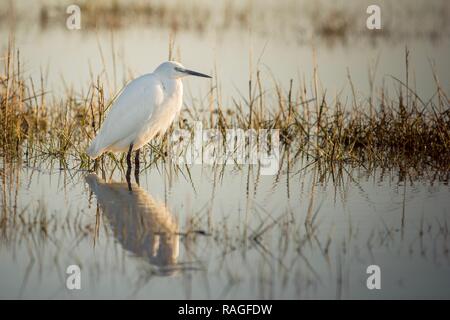 Garzetta guadare in un pool Foto Stock