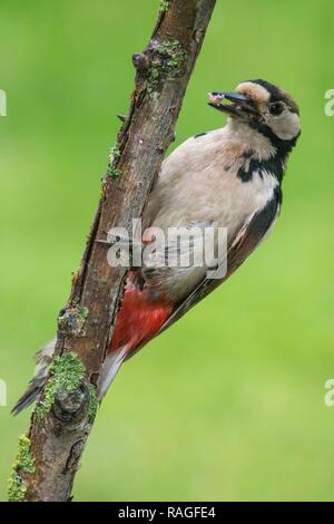 Picchio rosso maggiore su una struttura ad albero Foto Stock