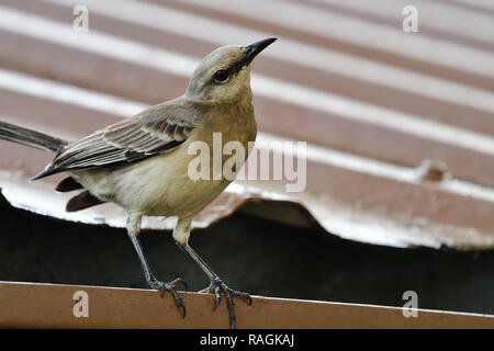 Ritratto di un grackle appollaiate su un tetto Foto Stock