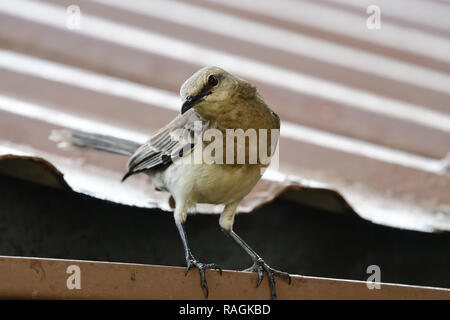 Ritratto di un grackle appollaiate su un tetto Foto Stock