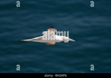 Un Gannett in volo a Bempton Cliffs Foto Stock