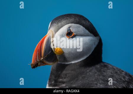 Close up di un Puffin Foto Stock