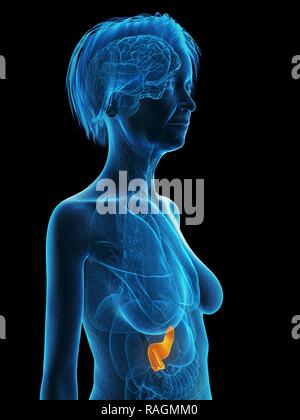 Illustrazione di una vecchia donna di pancreas. Foto Stock