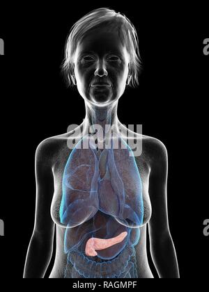 Illustrazione di una vecchia donna di pancreas. Foto Stock