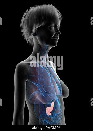 Illustrazione di una vecchia donna di pancreas. Foto Stock