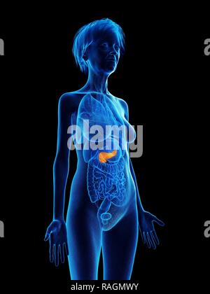 Illustrazione di una vecchia donna di pancreas. Foto Stock