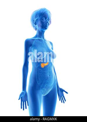 Illustrazione di una vecchia donna di pancreas. Foto Stock