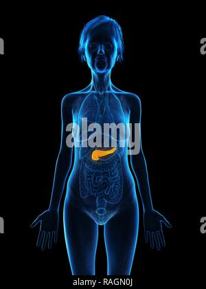 Illustrazione di una vecchia donna di pancreas. Foto Stock