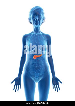 Illustrazione di una vecchia donna di pancreas. Foto Stock