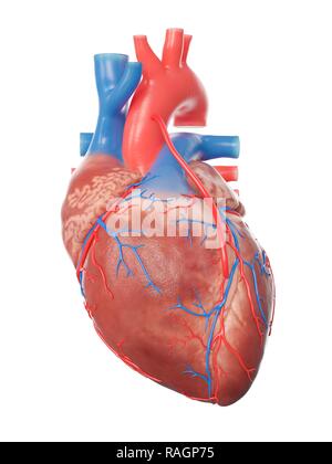 Illustrazione di un cuore con un bypass. Foto Stock