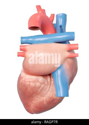 Illustrazione del cuore umano anatomia. Foto Stock