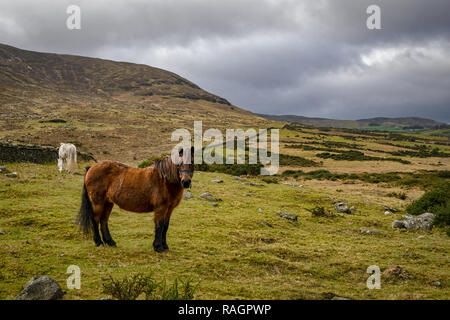 Questa è una foto di un marrone e bianco cavallo nella Mourne Mountains dell' Irlanda del Nord Foto Stock