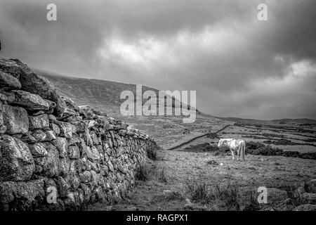 Questa è una foto di un muro di pietra nella Mourne Mountains in Irlanda con un cavallo bianco in piedi in un campo accanto ad esso Foto Stock