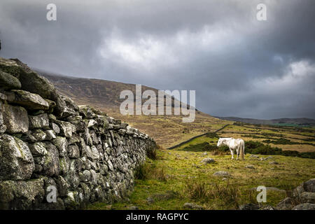 Questa è una foto di un muro di pietra nella Mourne Mountains in Irlanda con un cavallo bianco in piedi in un campo accanto ad esso Foto Stock