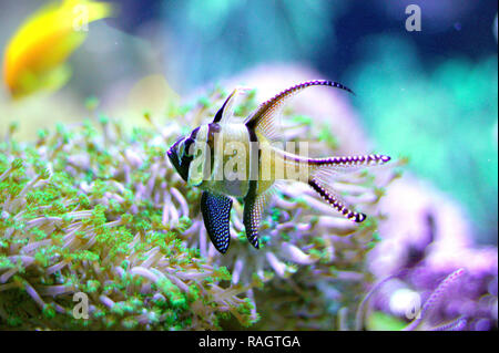 Tropical Banggai cardinalfish (Pterapogon kauderni) in un acquario marino. Foto Stock