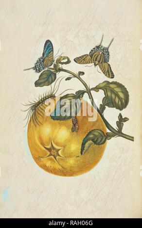 O di pomelo shaddock (Citrus maxima) con la metamorfosi di Tarma (Urania leilus), Maria Sybilla Meriaen Over de reinventato Foto Stock