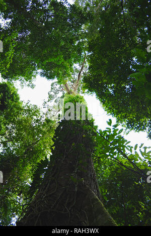 Albero Gigante in aruk, west borneo, INDONESIA Foto Stock