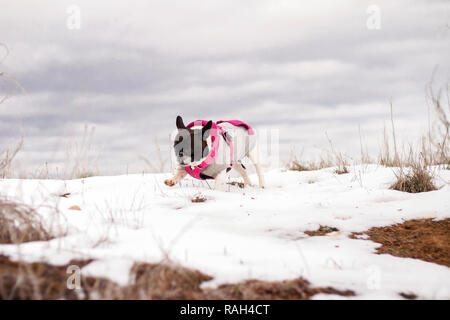 Il cane del bulldog francese razza, indossando un grigio e rosa felpa, mangiare la neve in campo, con uno sfondo di colore blu nuvole temporalesche. Madrid, Spagna Foto Stock